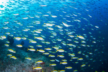 Fototapeta na wymiar Shoal of tropical Fusilier Fish on a coral reef