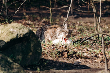 Lynx eating. Lynx with prey in the mouth. Lynx caught prey and eats
