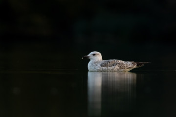 Yellow-legged Gull (Larus michahellis), Greece