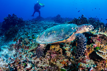 Fototapeta na wymiar Hawksbill Sea Turtle feeding on a coral reef with background SCUBA diver