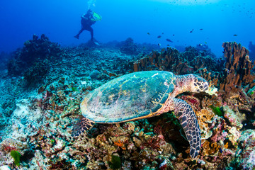 Naklejka na ściany i meble Hawksbill Sea Turtle feeding on a coral reef with background SCUBA diver