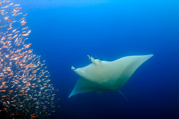 Large Female Oceanic Manta Ray (Manta birostris) swimming through tropical fish on a coral reef...