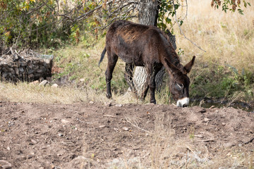 Wild Burros in North Dakota