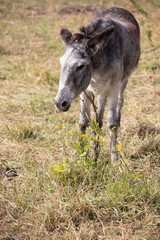 Wild Burros in North Dakota