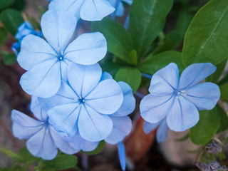 Light blue flowers of Tiny periwinkle. Catharanthus pusillus