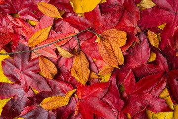 Colorful background made of fallen maple leaves