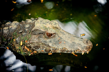 crocodile swims in swampy river or lake. Hunting crocodile