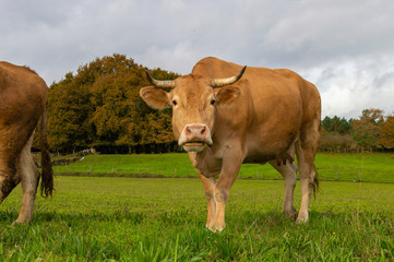 Vaca rubia gallega en un prado.