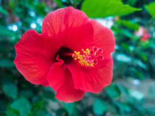 Closed red flower of hibiscus and the green leaves at the background