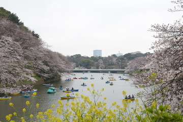 日本の春 桜 Cherry Blossom