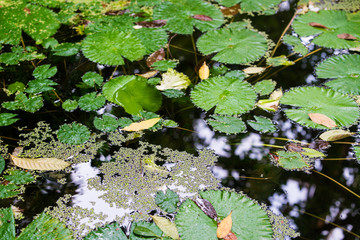 Swamp covered in green plants. Swamp grass