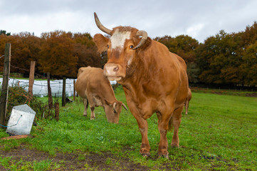 Vaca rubia gallega en un prado.