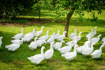 A flock of domestic white geese. White domestic Geese