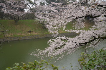 日本の春 桜 Cherry Blossom
