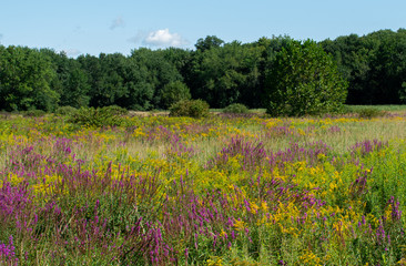field of yellow purple flowers