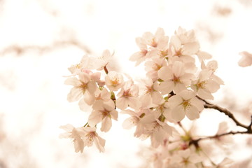 日本の春 桜 Cherry Blossom