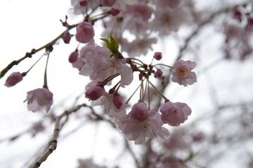 日本の春 桜 Cherry Blossom