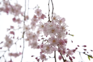 日本の春 桜 Cherry Blossom