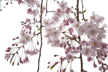 日本の春 桜 Sakura Cherry Blossom