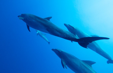 dolphin in sea