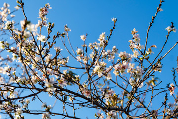 small flower and blue sky.