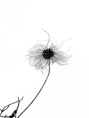 Old withered pasque flower swinging in snow field in winter