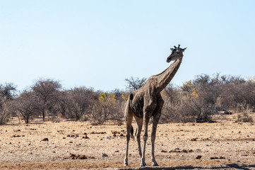 One Angolan Giraffe - Giraffa giraffa angolensis near a waterhole in Etosha national park, Namibia.