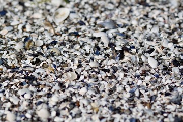 many shellfish on the beach
