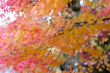 selective focus of colour full leaves in the forest.