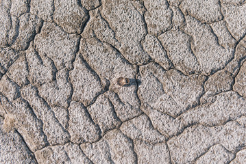 Fototapeta premium Wedding rings on a background of cracked earth