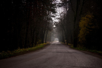 Fototapeta premium foggy road in a dark forest