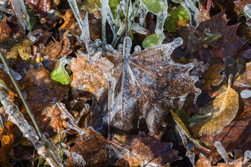 Frozen autumn leaves on the ground