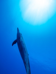 dolphin in water