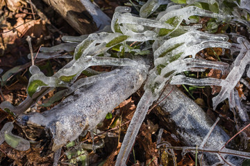 Frozen and frosted roots and leaves of autumn and winter.