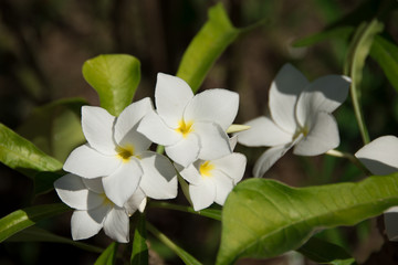 Obraz na płótnie Canvas A closeup view of a white plumeria flower.