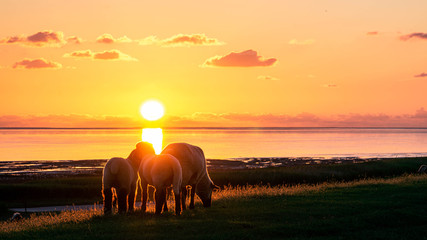 Schafe Weide Sonnenuntergang Scherenschnitt