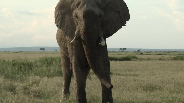 African Elephant (Loxodonta africana) threathening towards camera by shaking head, Amboseli N.P. Kenya.