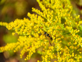 Canada goldenrod flower