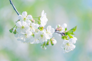 Branch of cherry with white flowers