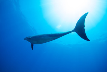 dolphin in the sea