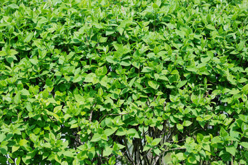 Background from green foliage