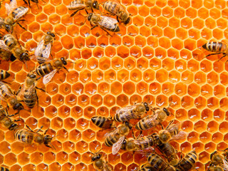 bee on honeycombs with honey slices nectar into cells.