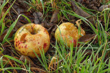 Fallobst (zwei Äpfel) in Wiese