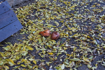 feuilles mortes