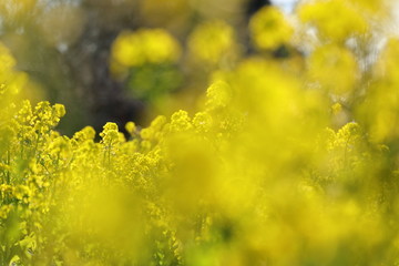 Fototapeta na wymiar 菜の花の風景