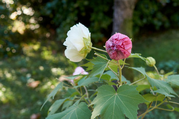 Botanical garden of the city of Sochi