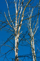 Colourful contrast of dead white birches against a cloudless blue sky