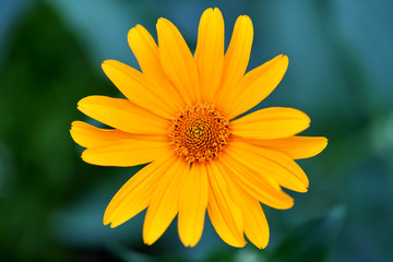 One yellow flower on a Sunny summer day on green background. Horizontal photography