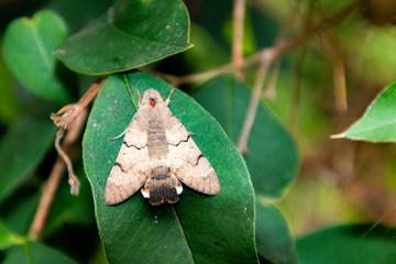 Obraz premium Motte auf Blatt