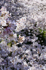 目黒川沿いの桜。目黒　東京　日本。